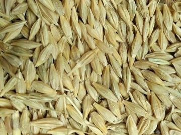 Barley (Jav) Exporter India