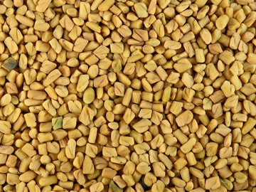 Fenugreek Seed (Methi) Exporter India