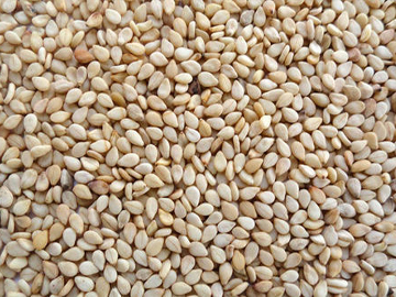 Cassia Tora Meal Manufacturer India